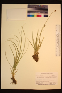 Carex vernacula image